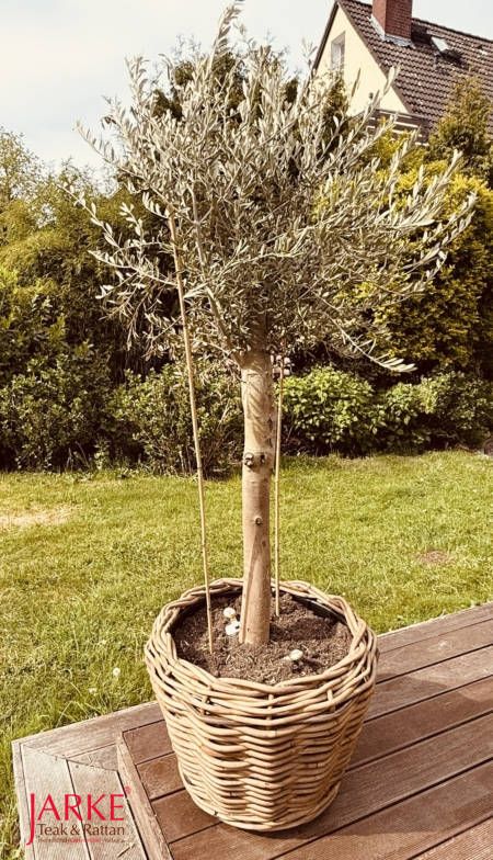 Pflanzkübel "Sylt" aus Kubu Rattan - besonders schön mit dem Olivenbaum