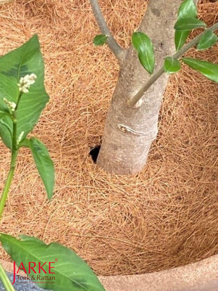 Kokosscheibe in 5 Größen, dank Loch einfach auf die Wurzel jeder Pflanze zu legen