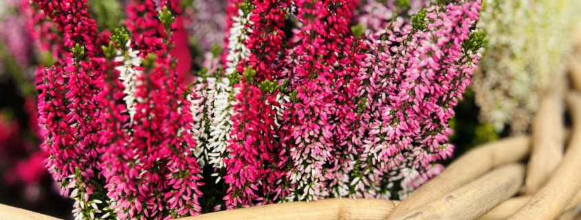 Dekorative Kubu Schale in 2 Größen, herbstlich dekoriert mit Heide