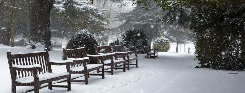 Teak im Schnee